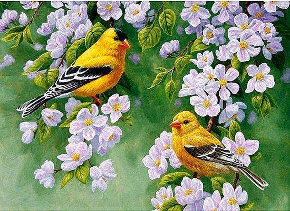 Diamond Painting Vogels 4 30 x 40 cm Maak Zelf de Mooiste