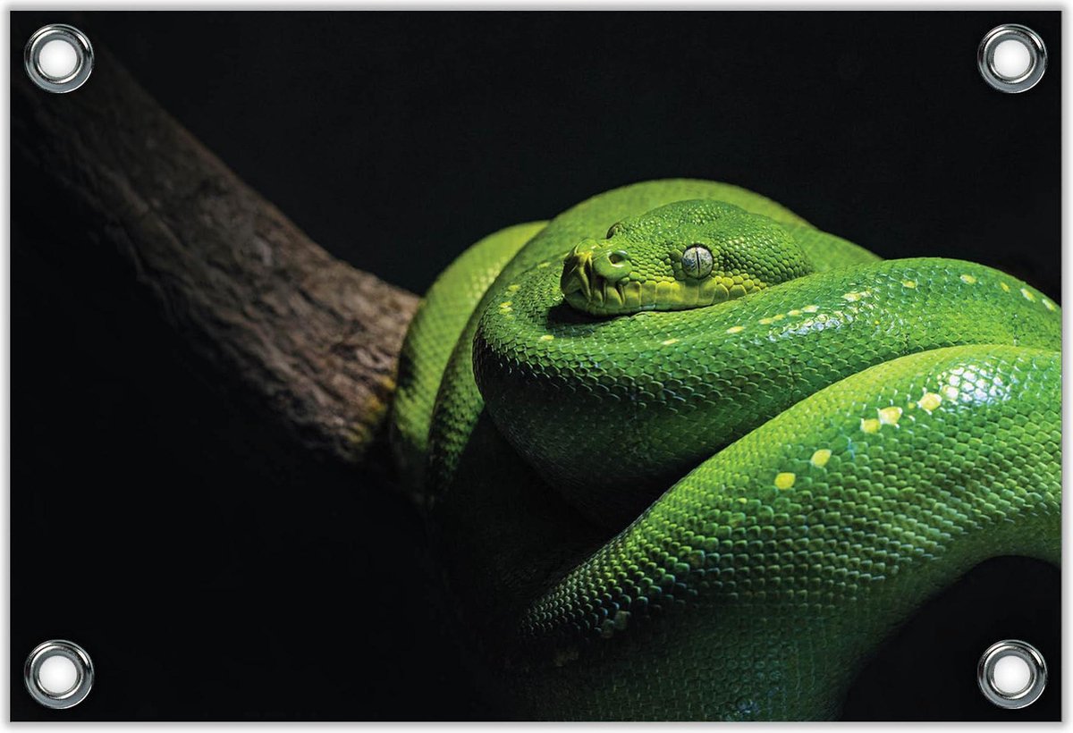 Tuinposter–Groene opgerolde Slang op Boomstam– 60x40 Foto op Tuinposter (Wanddecoratie voo