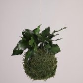 Onderhoudsvrije Kokedama - moskleur: Moss Green - afm. 13 cm - klimop