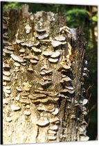 Dibond –Kleine Paddenstoelen aan Boomstam– 40x60cm Foto op Aluminium (Wanddecoratie van metaal)