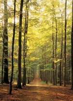 Puzzel 1000 stukjes - Forest Path