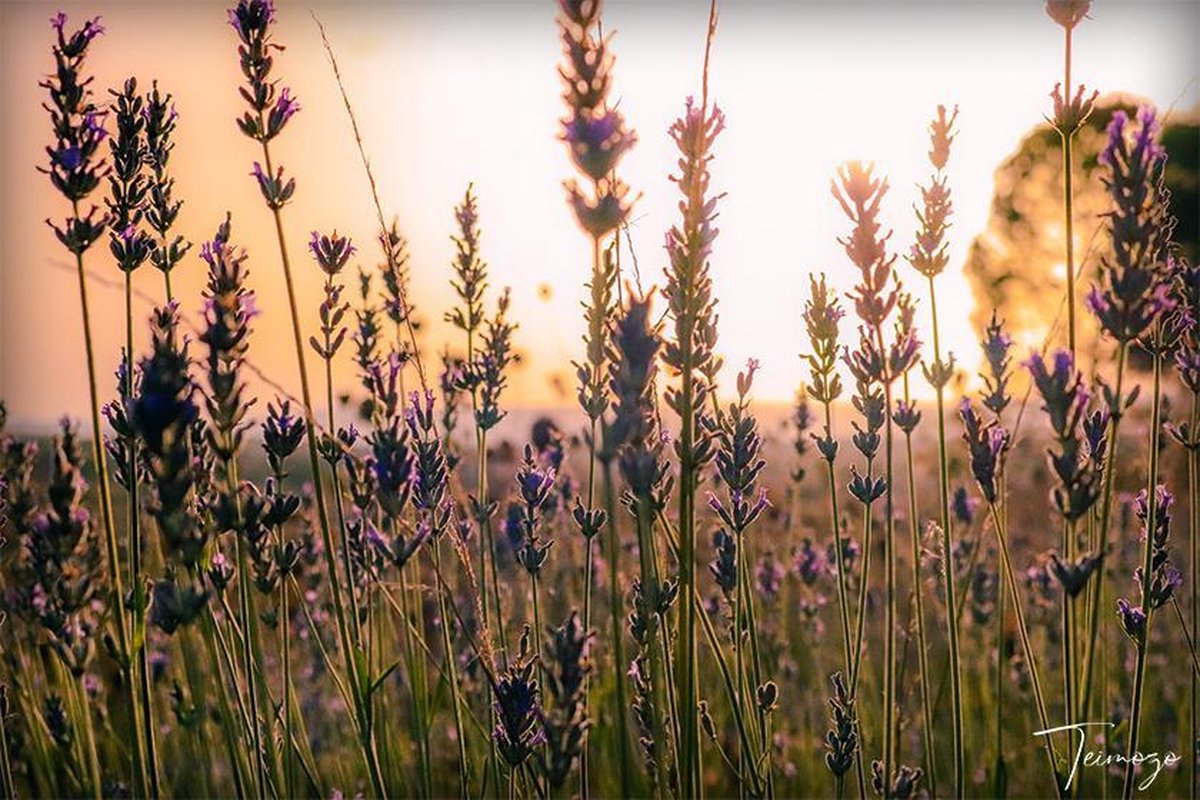 Teimozo | Wanddecoratie | "Lavendel" | Bloemen | Dromen | Landschap | Paars | Zon | Alu Di-Bond | Metaal | Aluminium | 80 x 60 cm