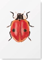 Kunst Poster Dieren - Lieveheersbeestje- A4 Formaat - Kunstprint van Natuurlijk Angelart