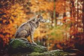 Schilderij - Wolf in het bos,  2 maten, Premium print