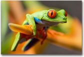 MN Collections - Schilderij - Animal Photography. - Groen, Geel En Rood - 105 X 70 Cm