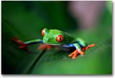 Dibond 70 x 105 cm Animal Photography.