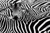Glasschilderij fotokunst - schilderij - zebra's - 120x80 - dieren - schilderijen woonkamer slaapkamer - muurdecoratie