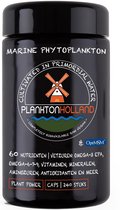 OptiMSM Marine PhytoPlankton Capsules 240 | MSM | VIOLET GLAS