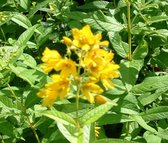 Grote wederik (Lysemachia vulgaris) Vijverplant - 3 losse planten - Om zelf op te potten - Vijverplanten Webshop