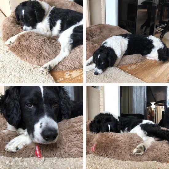 Collage van een zwart-witte hond op een crème bruin pluizig hondenkussen.