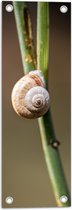 WallClassics - Poster de Jardin - Escargot sur Plante - 20x60 cm Photo sur Poster de Jardin (décoration murale pour l'extérieur et l'intérieur)