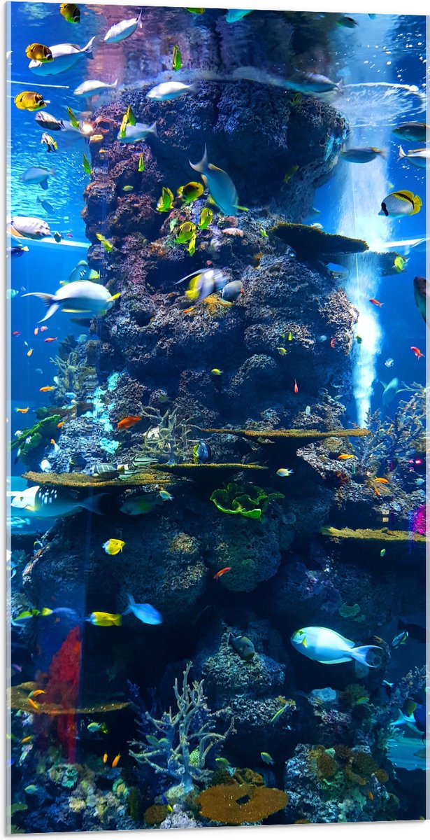 Acrylglas - Prachtig Aquarium met mooie Vissen - 50x100 cm Foto op Acrylglas (Wanddecoratie op Acrylaat)