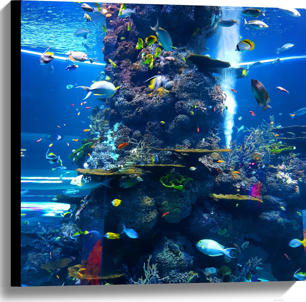 Canvas - Prachtig Aquarium met mooie Vissen - 60x60 cm Foto op Canvas Schilderij (Wanddecoratie op Canvas)