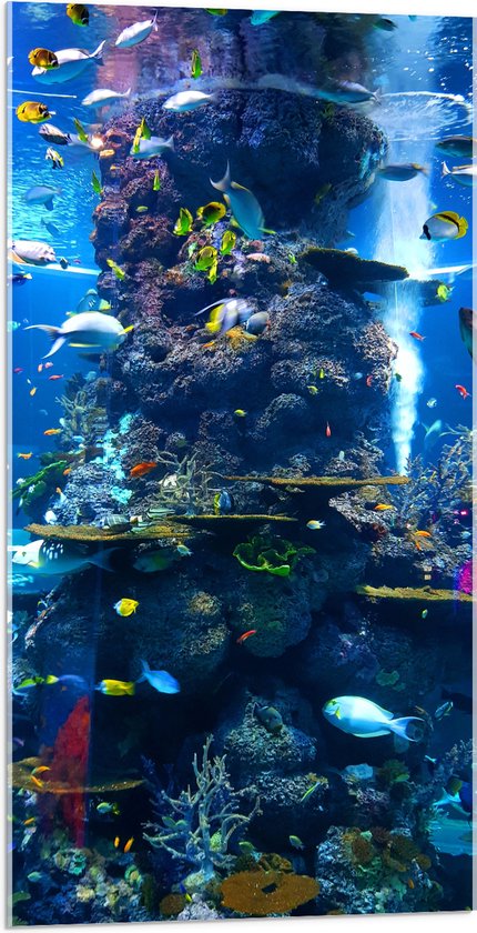 WallClassics - Acrylglas - Prachtig Aquarium met mooie Vissen - 50x100 cm Foto op Acrylglas (Met Ophangsysteem)