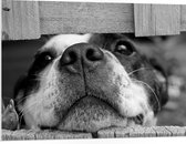 WallClassics - PVC Schuimplaat - Nieuwsgierige Hond Zwart / Wit - 100x75 cm Foto op PVC Schuimplaat (Met Ophangsysteem)