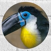 WallClassics - Muursticker Cirkel - Blauwe Toekan - 20x20 cm Foto op Muursticker