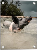 WallClassics - Poster de Jardin - Cochon Profitant de la Mer - 30x40 cm Photo sur Poster de Jardin (décoration murale pour l'extérieur et l'intérieur)