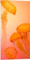 WallClassics - Plaque Mousse PVC - Méduse Oranje - Photo 50x100 cm sur Plaque Mousse PVC (Avec Système d'accrochage)