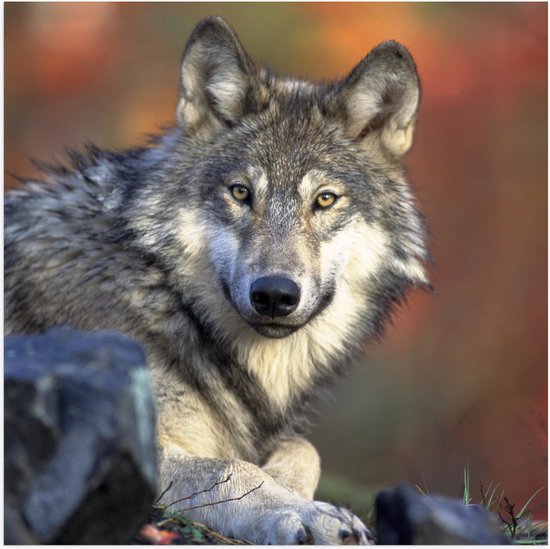 WallClassics - Poster (Mat) - Wolf in het Bos - 80x80 cm Foto op Posterpapier met een Matte look