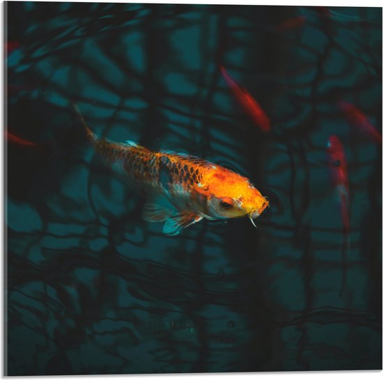 WallClassics - Acrylglas - Oranje Koi in het Water - 50x50 cm Foto op Acrylglas (Met Ophangsysteem)