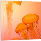 WallClassics - Panneau de mousse PVC - Méduse Oranje - Photo 100 x 100 cm sur panneau de mousse PVC