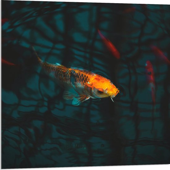 WallClassics - Acrylglas - Oranje Koi in het Water - 80x80 cm Foto op Acrylglas (Wanddecoratie op Acrylaat)