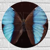 WallClassics - Muursticker Cirkel - Zwart met Blauwe Vlinder - 40x40 cm Foto op Muursticker