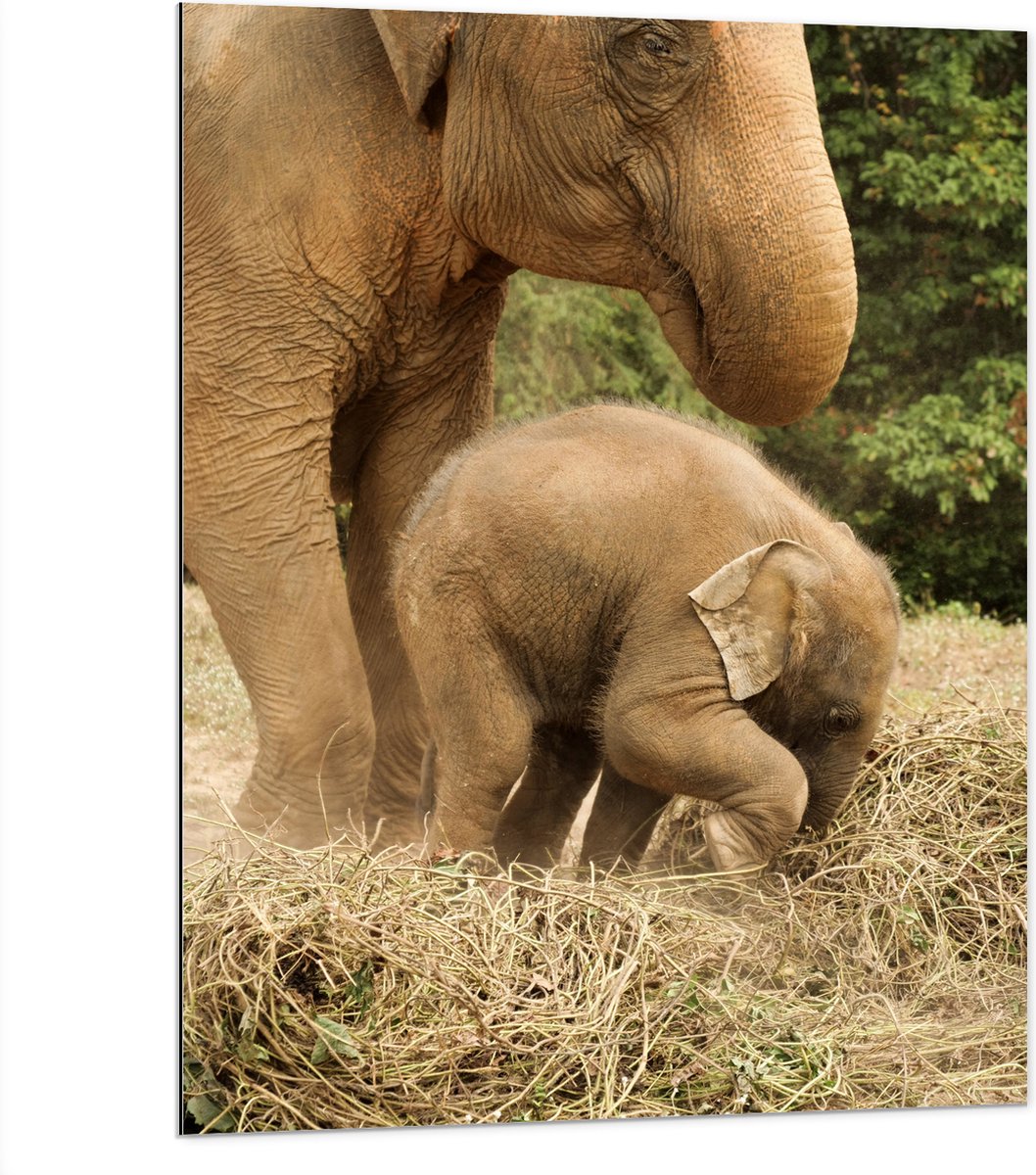 Dibond - Mama Olifant met Baby Olifantje - 75x100 cm Foto op Aluminium (Met Ophangsysteem)