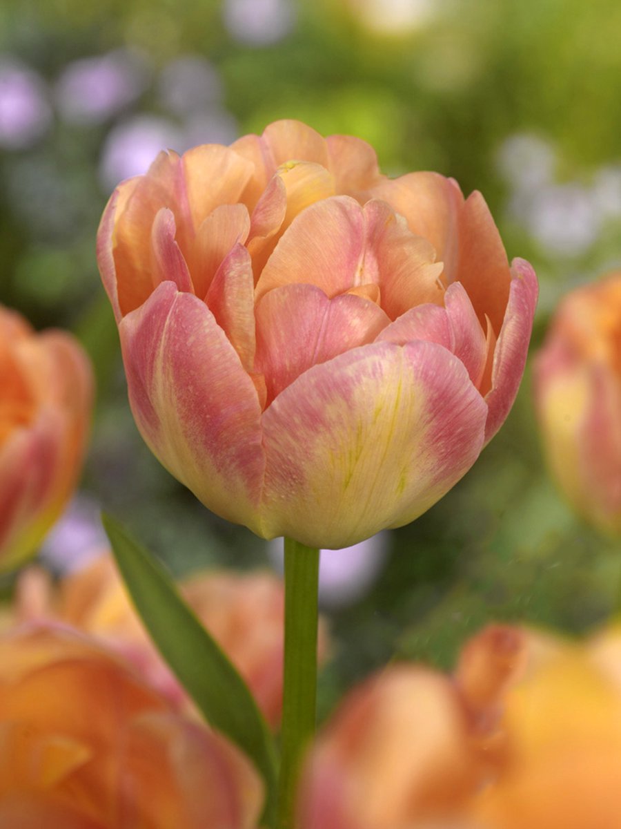 200x Tulpen 'Creme upstar' - BULBi® Bloembollen met bloeigarantie