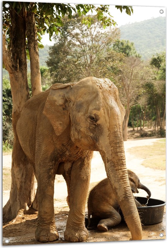 WallClassics - Poster de jardin - Éléphants au bol d'eau - 80x120 cm Photo sur Poster de jardin (décoration murale pour l'extérieur et l'intérieur)