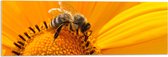 WallClassics - Acrylglas - Bij op Gele Bloem - 90x30 cm Foto op Acrylglas (Wanddecoratie op Acrylaat)