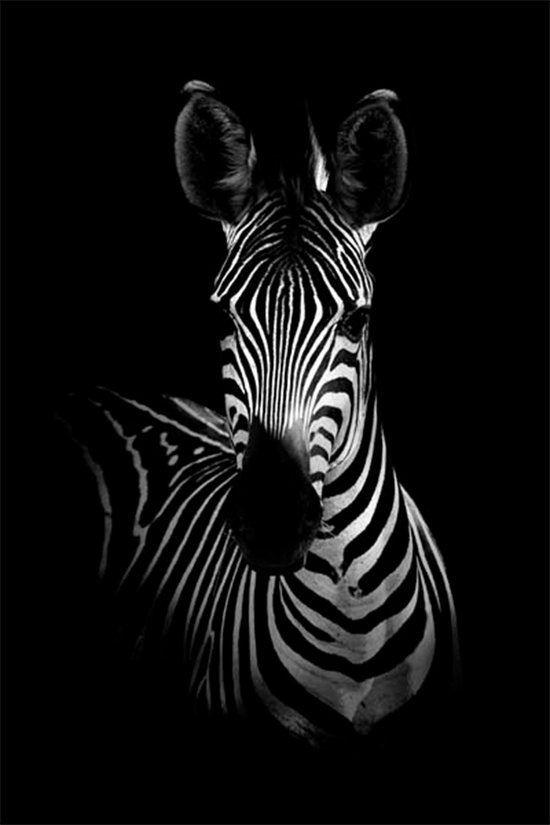 Zebra - Foto op plexiglas 40 x 60 cm incl. gratis ophangsysteem - Wanddecoratie