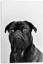 WallClassics - Acrylglas - Dog in Black - 50x75 cm Foto op Acrylglas (Met Ophangsysteem)