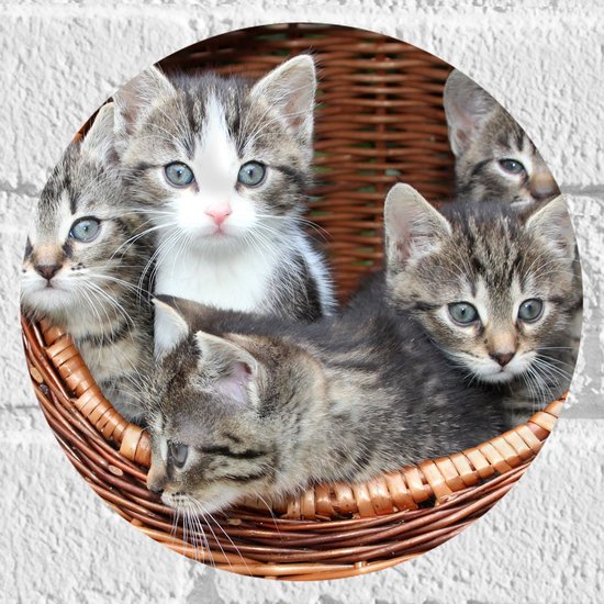 WallClassics - Muursticker Cirkel - Kittens in een Mand - 20x20 cm Foto op Muursticker