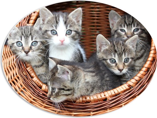 WallClassics - PVC Schuimplaat Ovaal - Kittens in een Mand - 68x51 cm Foto op Ovaal  (Met Ophangsysteem)