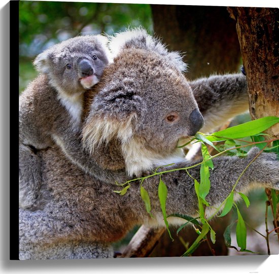 WallClassics - Canvas  - Koala met Baby op de Rug - 60x60 cm Foto op Canvas Schilderij (Wanddecoratie op Canvas)