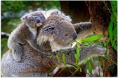 WallClassics - Poster Glanzend – Koala met Baby op de Rug - 75x50 cm Foto op Posterpapier met Glanzende Afwerking