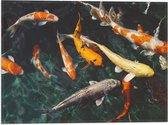 WallClassics - Vlag - Koi Karpers in het Water - 40x30 cm Foto op Polyester Vlag