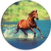 WallClassics - Dibond Muurcirkel - Bruin Paard Rent door het Water - 30x30 cm Foto op Aluminium Muurcirkel (met ophangsysteem)