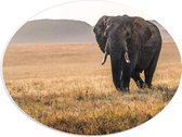 WallClassics - PVC Schuimplaat Ovaal - Afrikaanse Olifant Lopend door het Gras - 40x30 cm Foto op Ovaal  (Met Ophangsysteem)