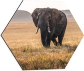 WallClassics - Dibond Hexagon - Afrikaanse Olifant Lopend door het Gras - 50x43.5 cm Foto op Hexagon (Met Ophangsysteem)