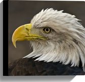 WallClassics - Toile - Pygargue à tête blanche - Photo sur toile 30x30 cm (Décoration murale )