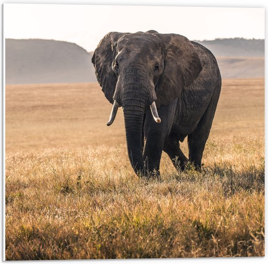 WallClassics - PVC Schuimplaat - Afrikaanse Olifant Lopend door het Gras - 50x50 cm Foto op PVC Schuimplaat (Met Ophangsysteem)