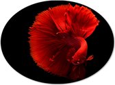 WallClassics - Dibond Ovaal - Fel Rode Maanvis - 28x21 cm Foto op Ovaal (Met Ophangsysteem)