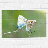 WallClassics - Muursticker - Icarusblauwtjes Vlinders op een Takje - 60x40 cm Foto op Muursticker