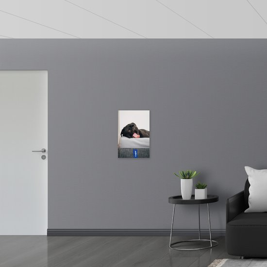 WallClassics - Dibond - Carlin noir béant - Photo sur aluminium 40x60 cm (avec système de suspension)