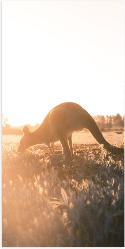 WallClassics - Poster Glanzend – Kangeroe bij Zonsopkomst - 50x100 cm Foto op Posterpapier met Glanzende Afwerking