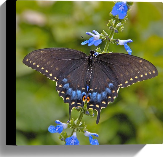 WallClassics - Canvas  - Zwarte Vlinder op Blauwe Bloem - 30x30 cm Foto op Canvas Schilderij (Wanddecoratie op Canvas)