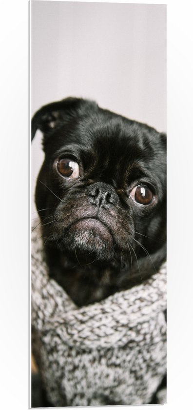 WallClassics - PVC Schuimplaat - Mopshond - Pug met Grijze Trui - 30x90 cm Foto op PVC Schuimplaat (Met Ophangsysteem)