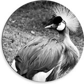 WallClassics - Dibond Muurcirkel - Grijze Kroonkraanvogel Zwart / Wit - 50x50 cm Foto op Aluminium Muurcirkel (met ophangsysteem)